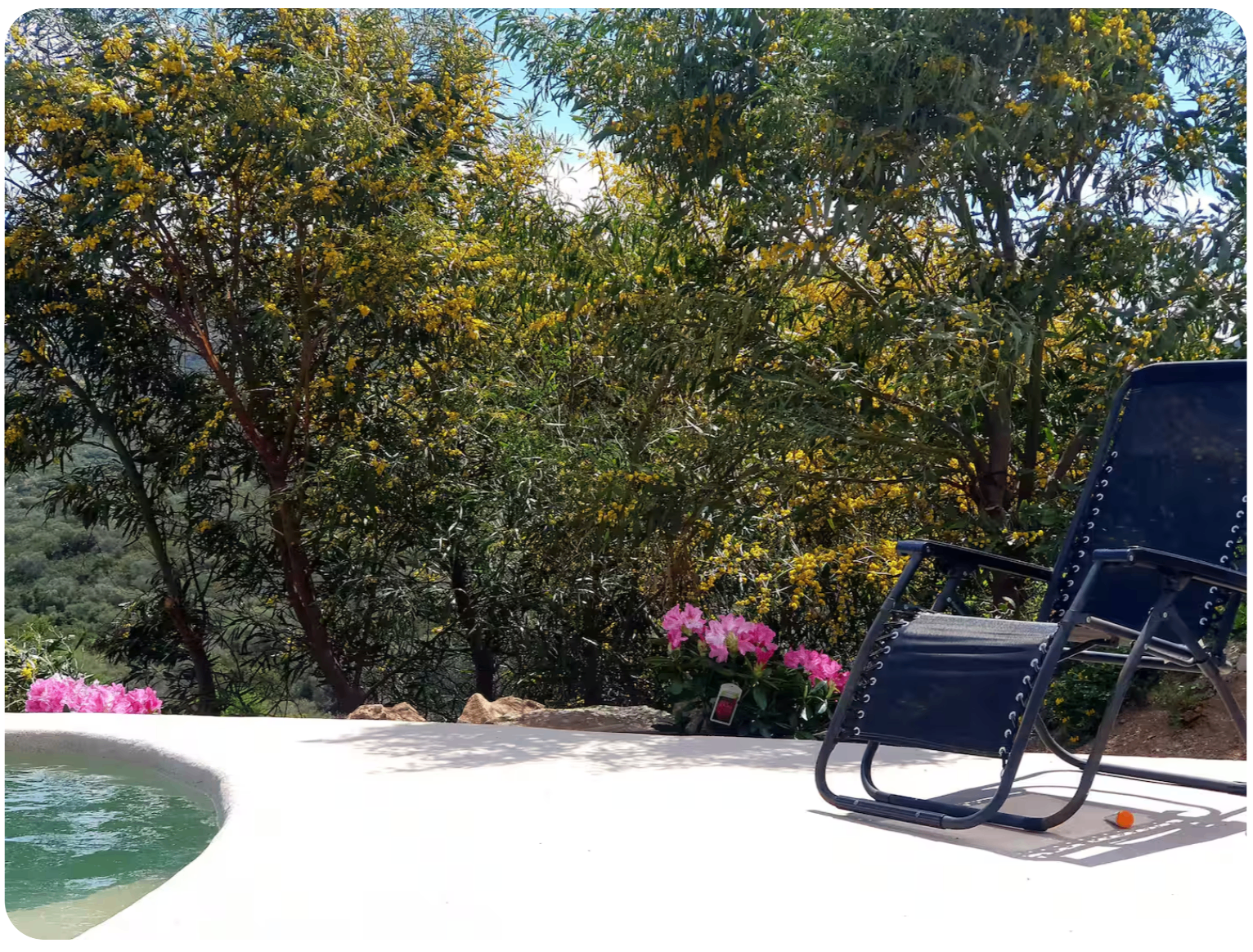Poolside surrounded by mimosa trees
