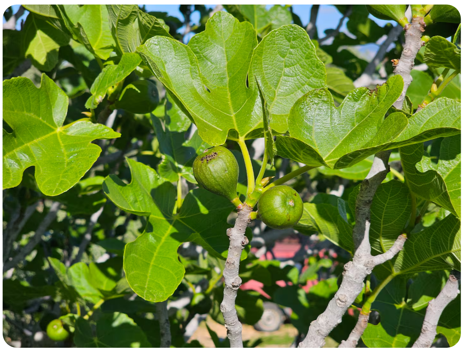 Fresh figs ripening on the tree in the garden