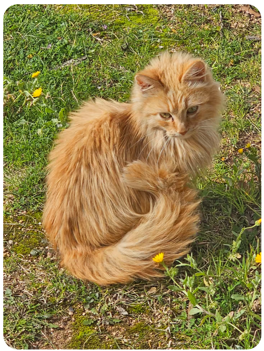 Resident ginger cat in the wild garden around the villa